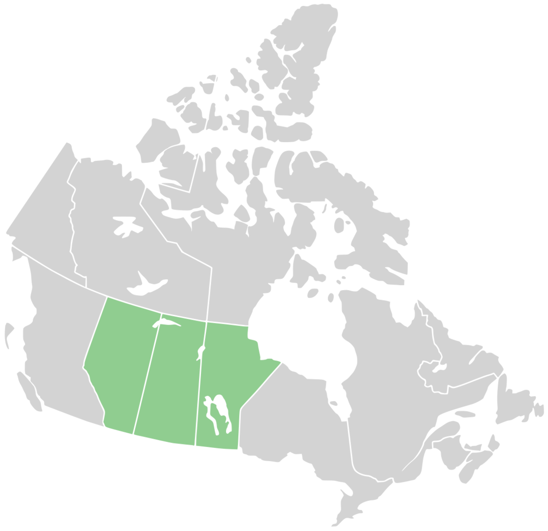 category image